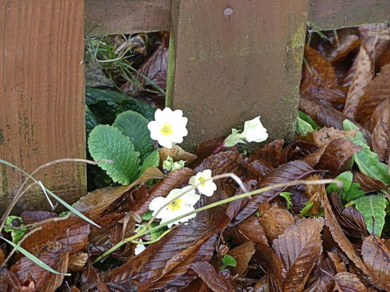 Primroses.jpg