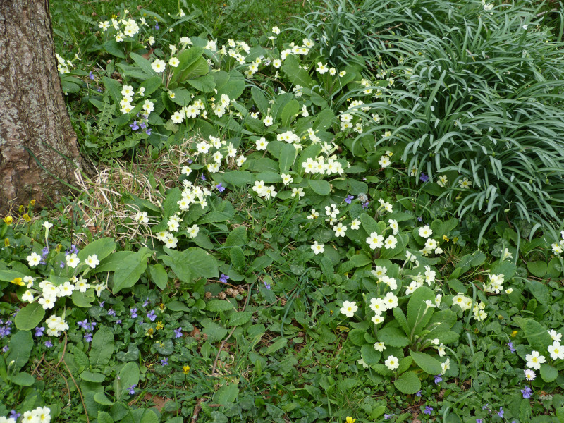 Primroses.JPG