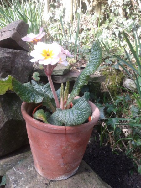 primula -champagne.jpg