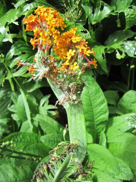 PRIMULA  FASCIATED 26-07-2010 11-43-02.JPG