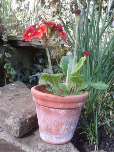 primula-regal red.jpg