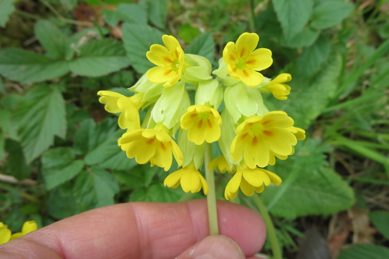 PRIMULA  VERIS  COWSLIP 13-05-2015 13-52-06.JPG