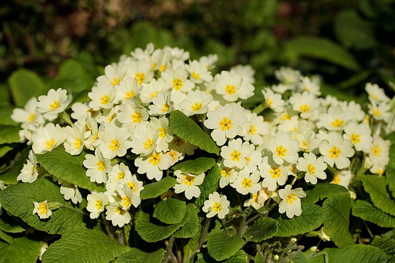 Primula-vulgaris.jpg