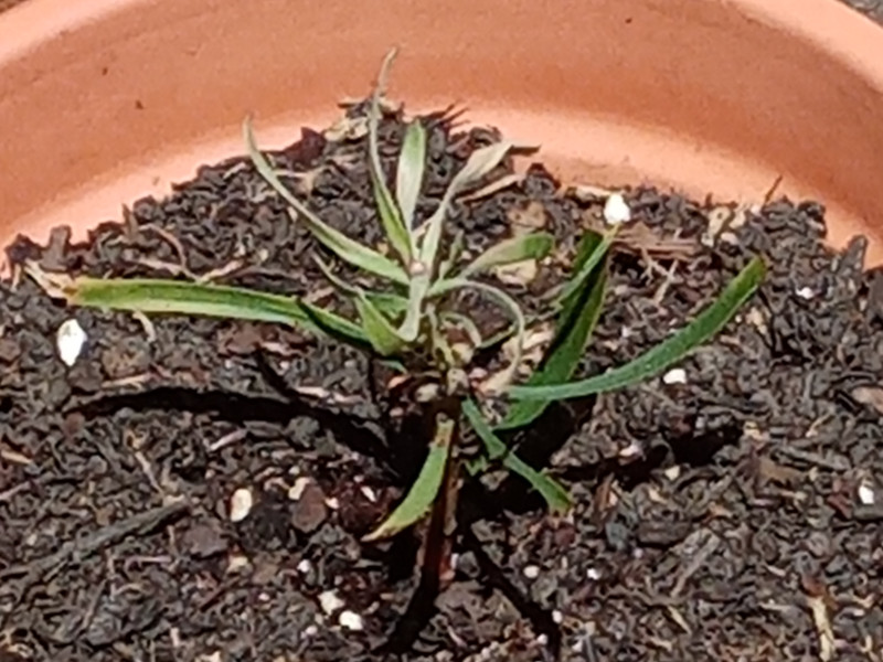 Protea 25 Apr 22.jpg