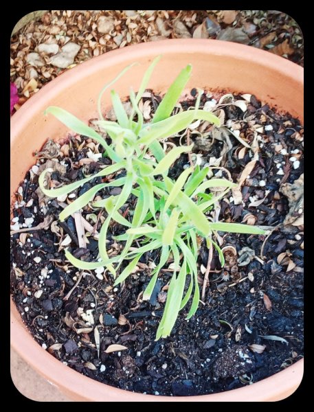 Protea 27 Jul 22.jpg