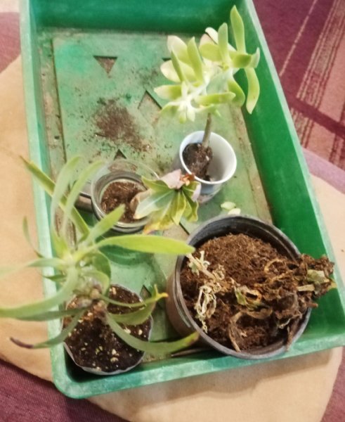 Protea and Adenium 18 Apr 22.jpg