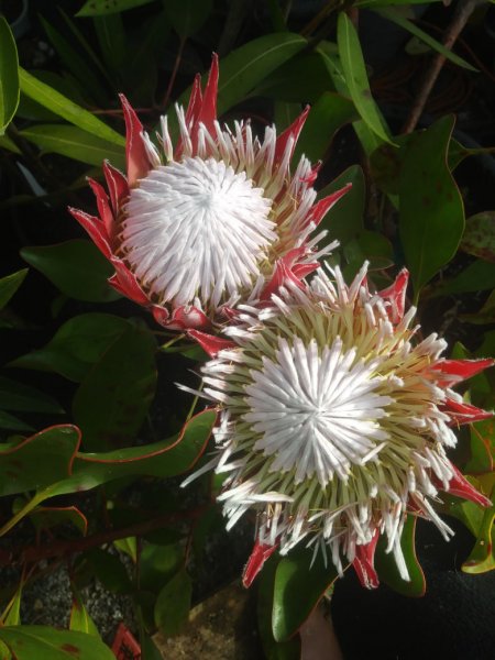 ProteaCynaroidesLittlePrinceSm.jpg