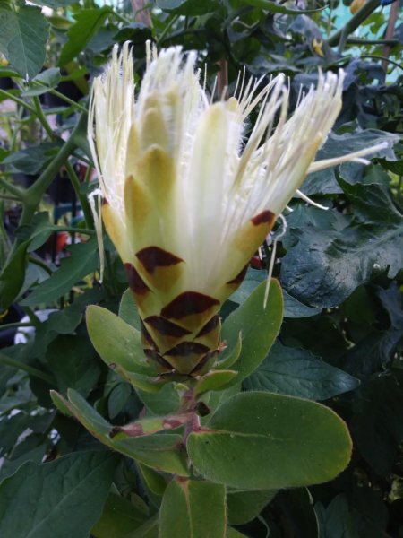ProteaUnknownSm.jpg