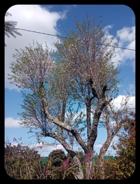 Prunus amara 25 Jab 22.jpg