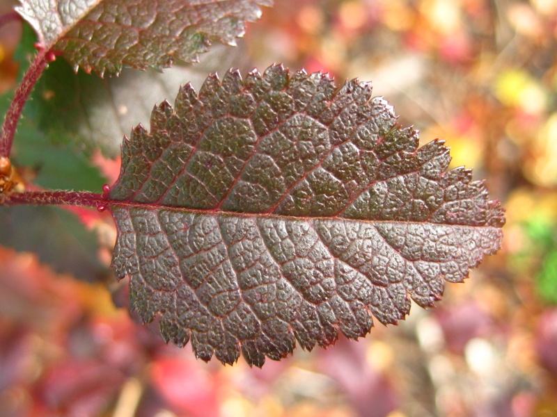PRUNUS  INCISA  KOJO  NO  MAI 04-11-2008 11-45-51.JPG