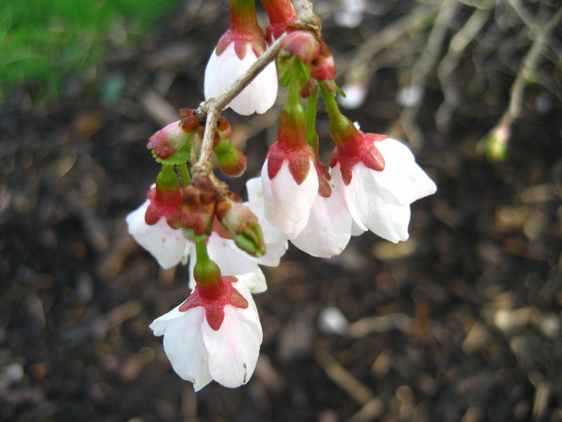 PRUNUS  INCISA  KOJO  NO  MAI 16-03-2008 15-41-44.JPG