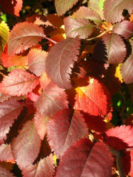 PRUNUS  INCISA  KOJO-NO-MAI 19-10-2007 13-36-28.JPG