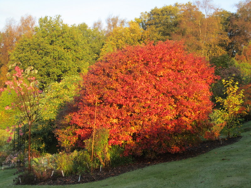 PRUNUS  INCISA  KOJO  NO  MAI 26-10-2011 08-38-43.JPG