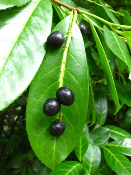 PRUNUS  LAUROCERASUS 04-10-2009 15-26-54.JPG