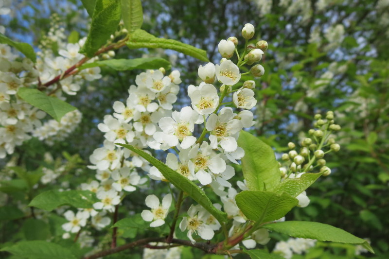 PRUNUS  PADUS  BIRD  CHERRY 01-05-2014 17-44-51.JPG
