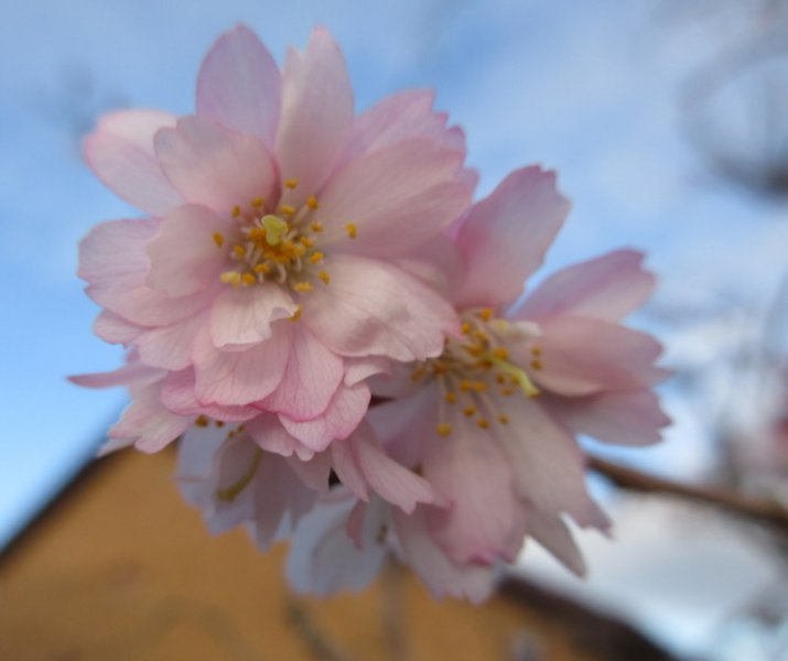 PRUNUS   X  SUBHIRTELLA  AUTUMNALIS  ROSEA 08-02-2022 15-20-35 08-02-2022 15-21-42 - Copy.JPG