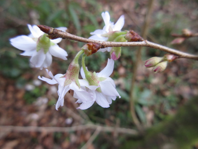 PRUNUS   X  SUBHIRTELLA  AUTUMNALIS  ROSEA 08-02-2022 15-20-35 31-01-2022 16-03-07 - Copy.JPG