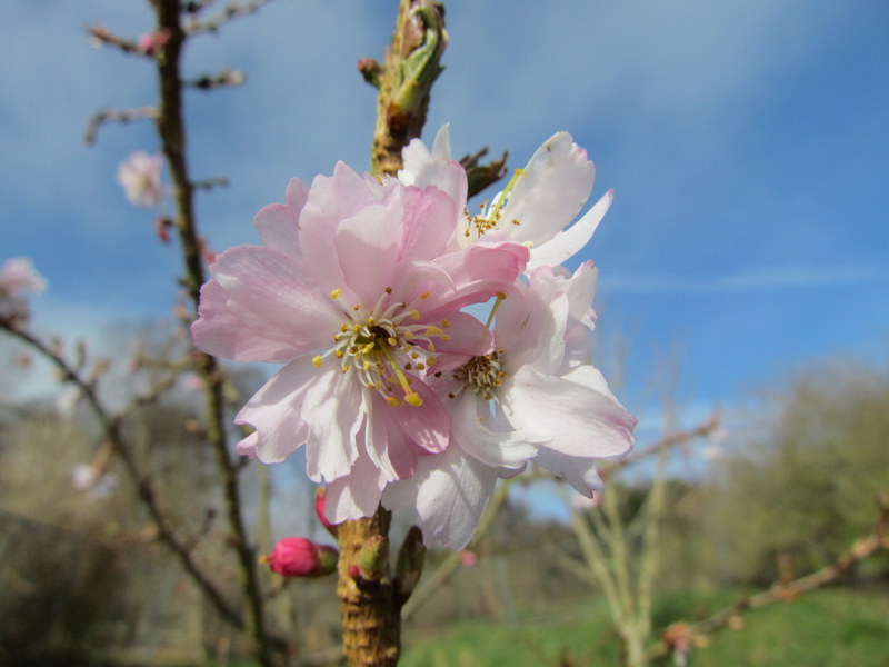 PRUNUS  X  SUBHIRTELLA  AUTUMNALIS  ROSEA 12-03-2012 14-18-59.JPG