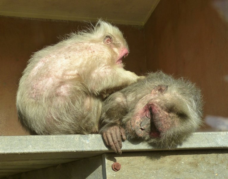 Ps t macaques.JPG
