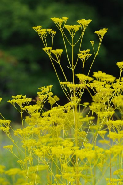 PS-yellow-flowers.jpg