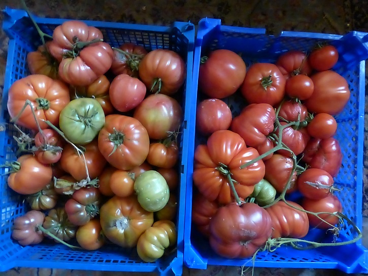 pt toms 29 sept 2015.jpg