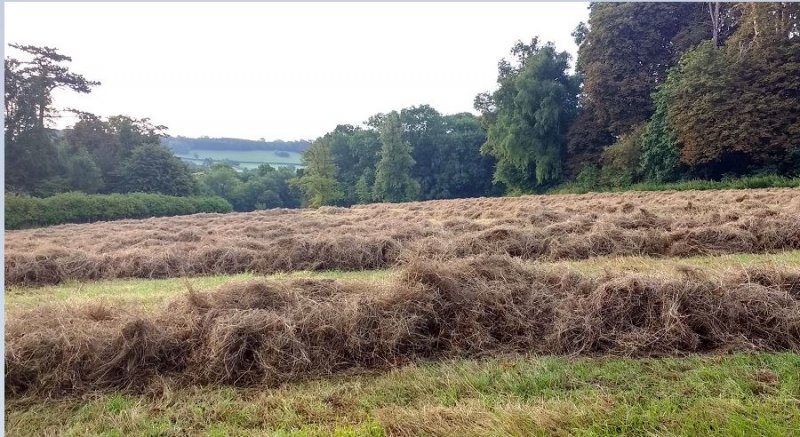 puffball field 2017.JPG