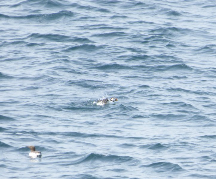 PUFFIN 1.JPG