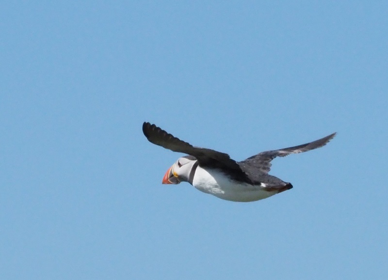 puffin2.jpg