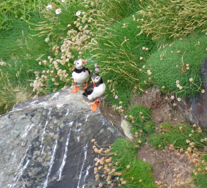 Puffins 4.JPG