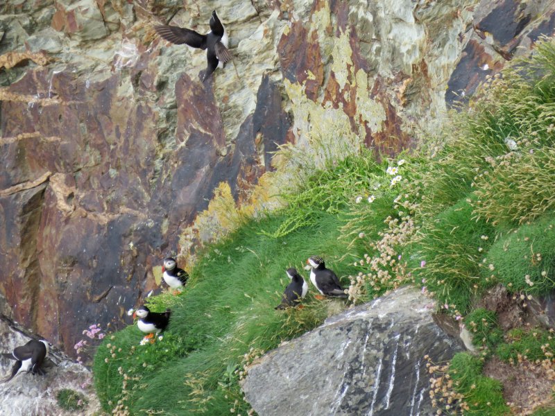 Puffins 7.JPG