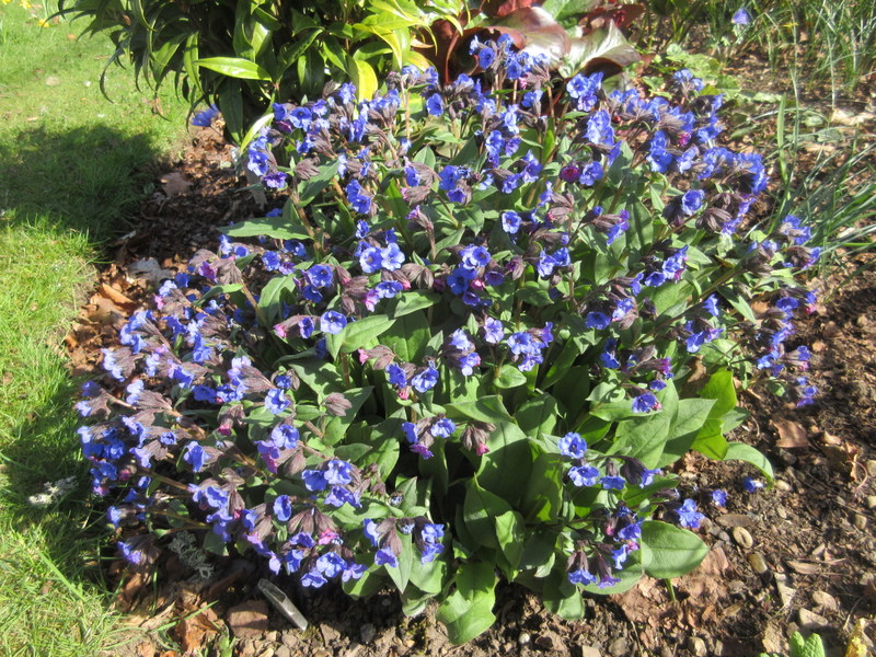 PULMONARIA  BLUE  ENSIGN 13-04-2020 15-03-07.JPG