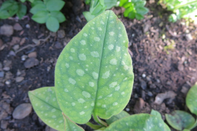 PULMONARIA  DORA  BIELEFELD 05-05-2016 17-53-48.JPG