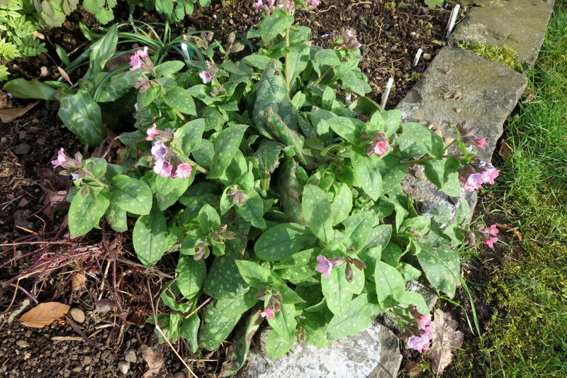 PULMONARIA  DORA  BIELEFELD 24-Mar-17 3-46-31 PM.JPG