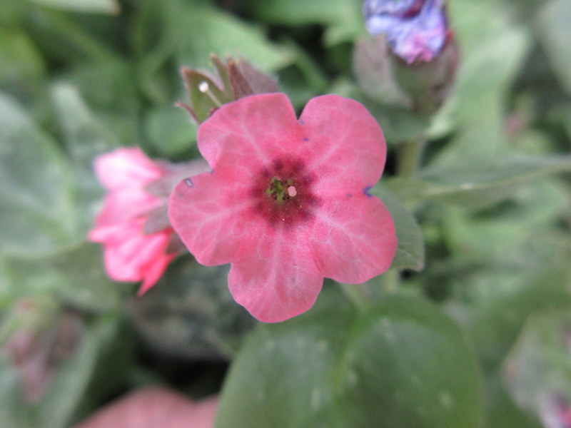 PULMONARIA  DORA  BIELFIELD 04-Apr-17 3-14-53 PM.JPG