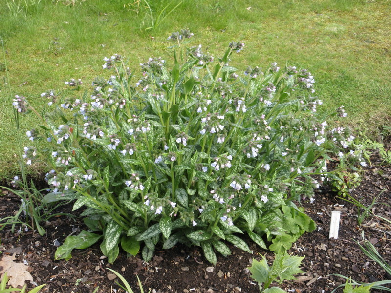 PULMONARIA  OPAL 11-05-2019 12-23-46.JPG