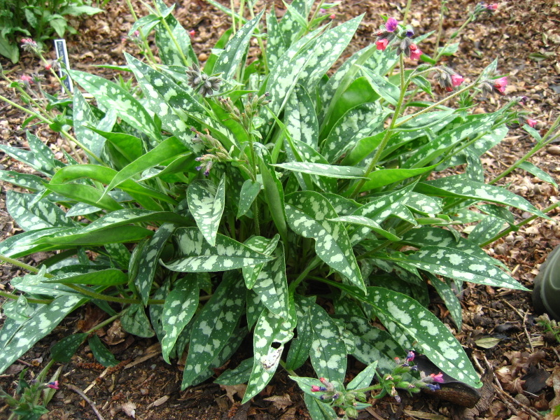 PULMONARIA  RASPBERRY  SPLASH 13-04-2007 14-16-40.JPG