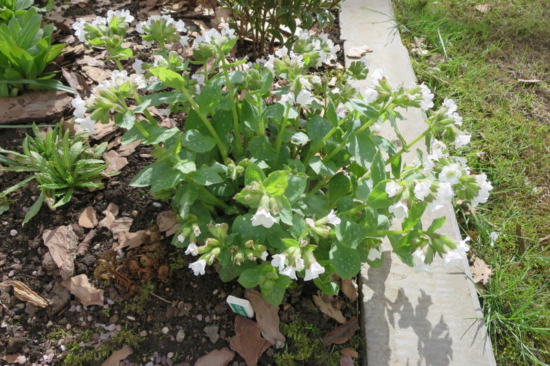 PULMONARIA  SISSINGHURST  WHITE 18-04-2016 16-01-50.JPG
