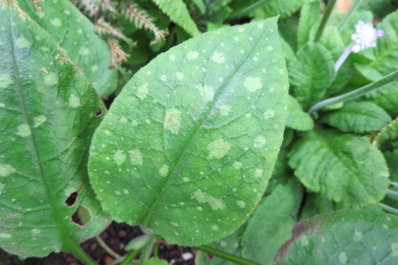 PULMONARIA  SISSINGHURST  WHITE 21-07-2015 17-27-55.JPG