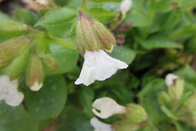 PULMONARIA  SISSINGHURST  WHITE 30-03-2016 12-34-34.JPG