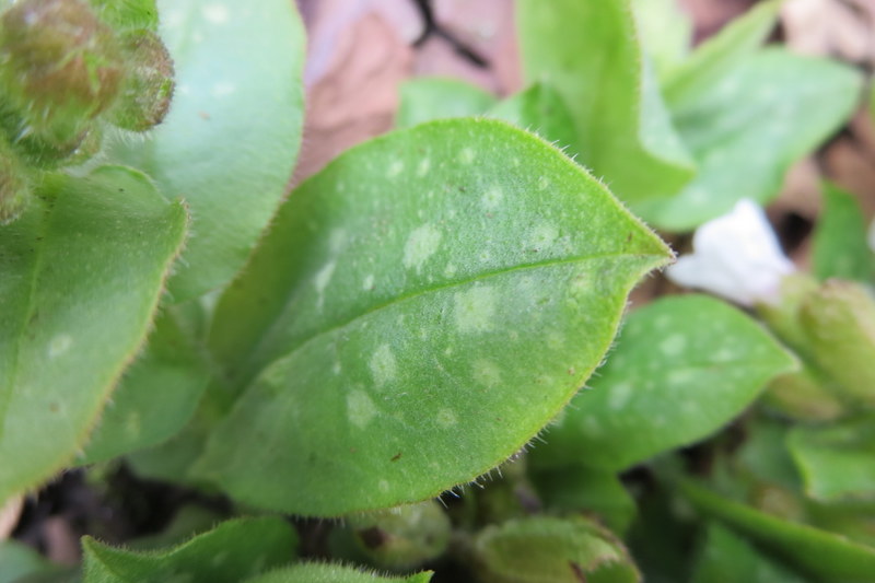 PULMONARIA  SISSINGHURST  WHITE 30-03-2016 12-35-09.JPG