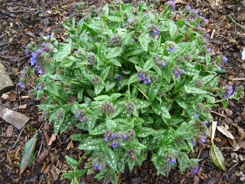 PULMONARIA  TREVI  FOUNTAIN 17-03-2008 12-10-02.JPG