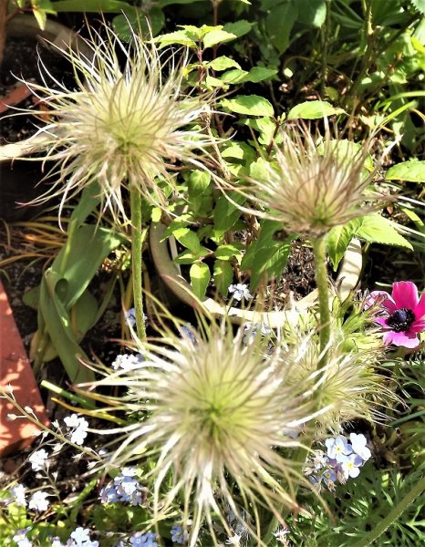 Pulsatilla.jpg