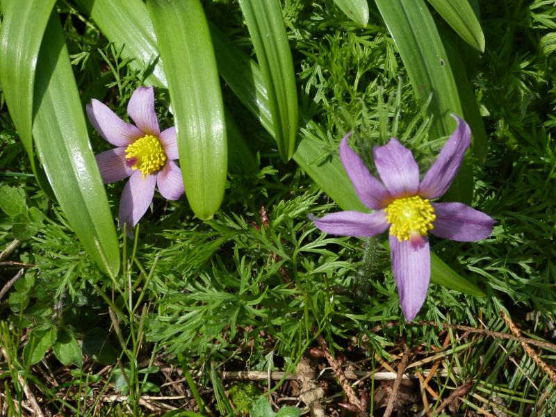 Pulsatillia vulgaris.JPG