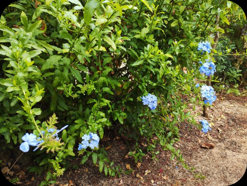 Pumbago 10 Jun 25.jpg