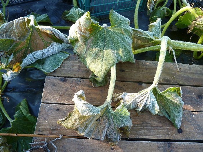 pumpkin frosted final.jpg