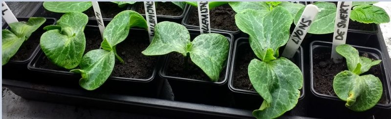 pumpkins 12.05.2017.JPG