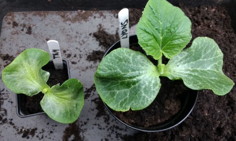 pumpkins 14.05.2017.JPG