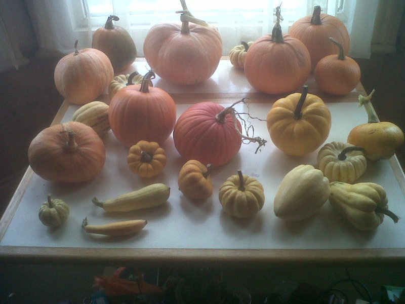 pumpkins 201e.jpg