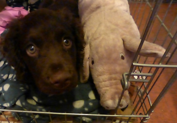 pup and pig.jpg