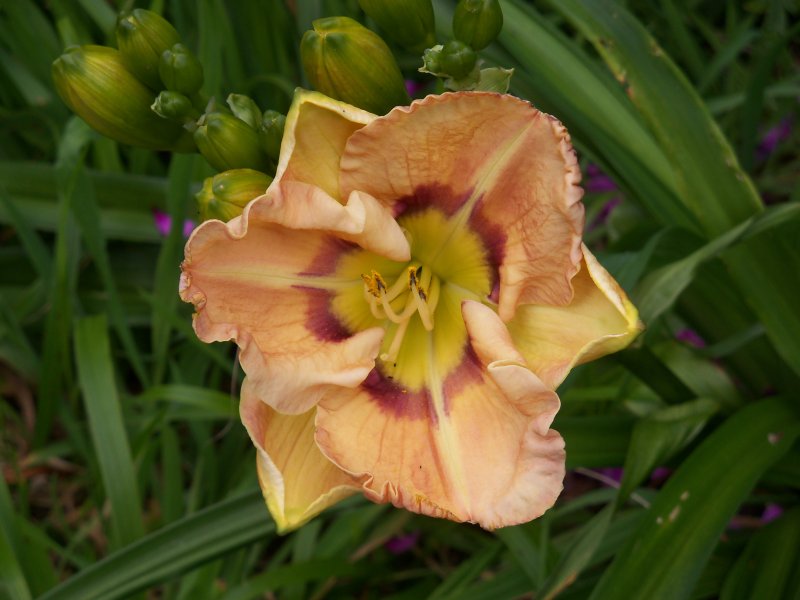 Purple Maze x Infinity & Beyond.JPG